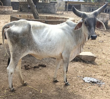 કચ્છી હોડકી વેચવા ની છે