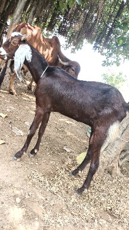 આ બકરી વેચવાની છે