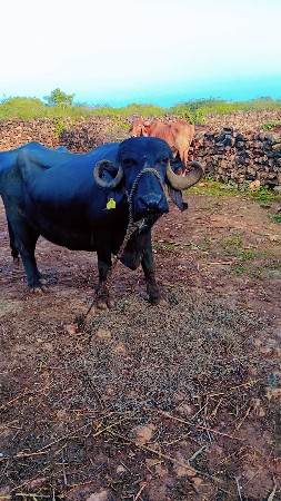 ભેંસ વેચવાની છે