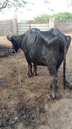 ભેંસ વેચવાની છે