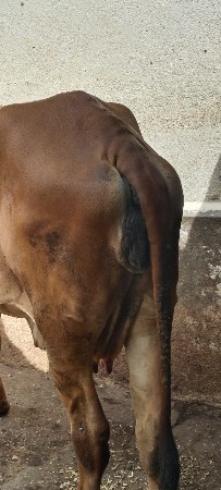 ગાય વેચવાની છે