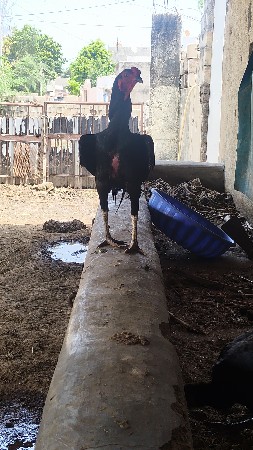 asil murgha