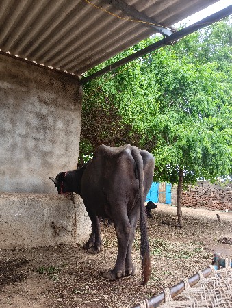 10 દીવસ ની વ્યનલ