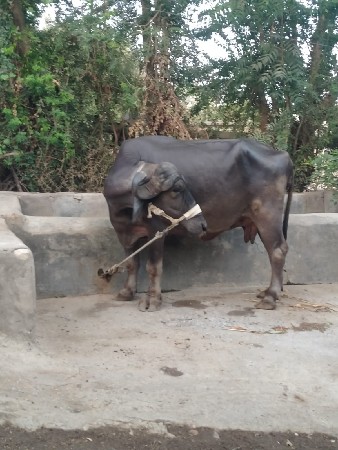 જાફરાબાદી ભેંસ વેચવાની છે