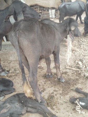 પાડો વેચવાનો છે