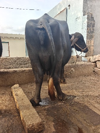 ચોથું વેતર