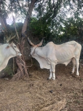 બળદ વેચવાના છે