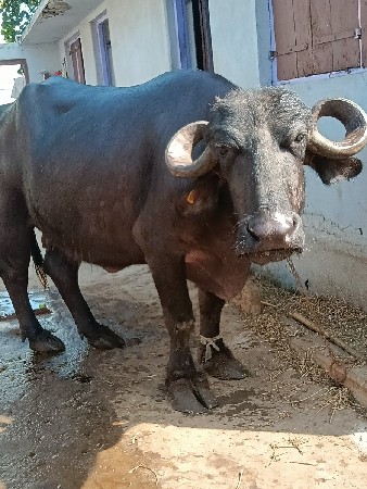 બે ભેંસ વેચવાની છે