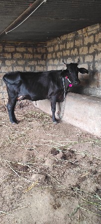 ગીર કોસ હોડકી વેચવાની છે