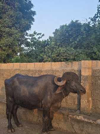 ભેંસ વેચવાની છે.
