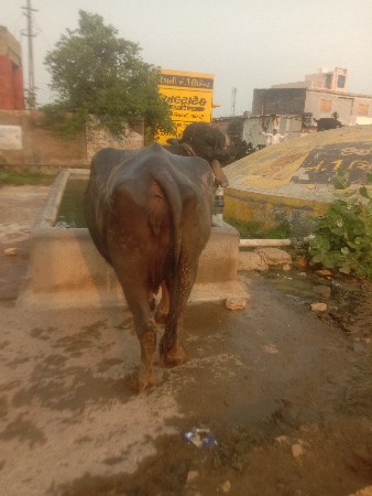 ભેસ વેચવાની છે