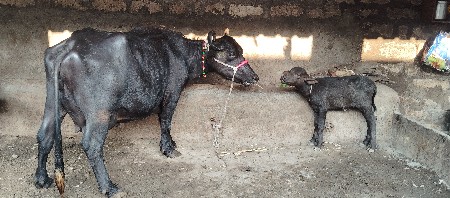 પેલુ વેતર છે