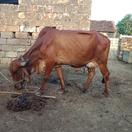 ગાય વેચવાની છે