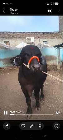 4 દાંત પાડી