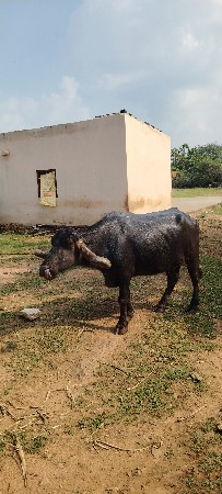ભેંસ વેચવાની છે