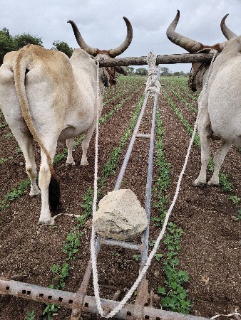બળદ દેવાના છે