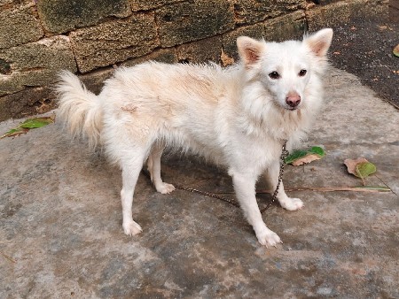 કુતરી વેસવાની સે