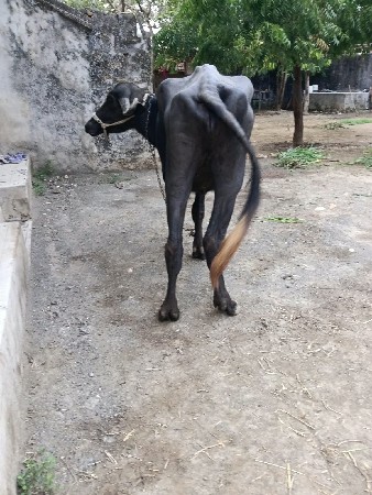 ખડેલી વેચવાની છે