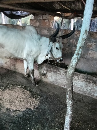 આદમ.  ભાઈ.   ભાટા