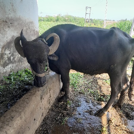 ખળેલી વેચવાની છે