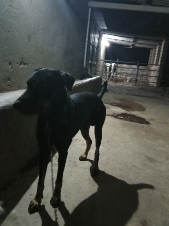 બે કુતરા વેચવાના સે
