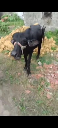 આ ખડેલિ વેચવાની છે ભાઈ