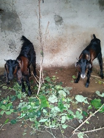bakriyu vechvani che bachaliyu