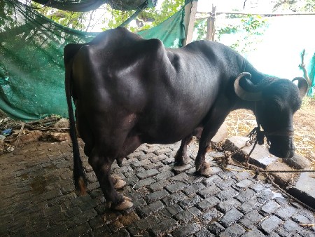 ત્રીજું વેટર 8 લિટર દૂધ આગલા