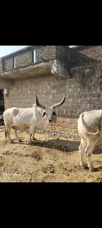 બળદ વેચવા ના છે