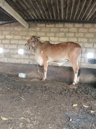 વેચવાનિ