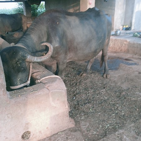 ભેંસ વેશવાનીછે