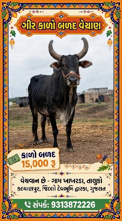 બળદ.વેચવનોછે