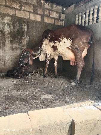 ગીર કાબરી ગાય વેચવાની છે