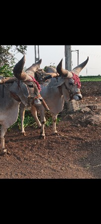 બળદ વેચવા ના છે