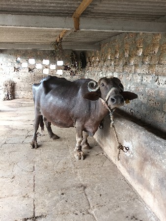 ભેંસ વેચવાની છે