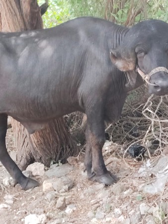 પાડો વેચવાનો છે