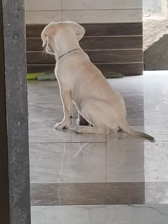 વેશવાનુછે