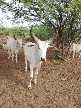 વઢીયારો ગોધલો વેચવાનો