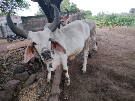 બળદ વેચવાના છે