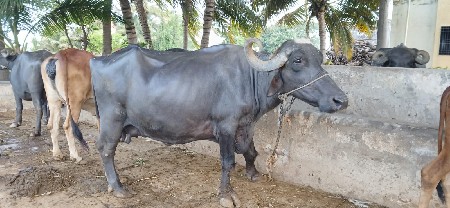 ભેંસ વેચવાની છે