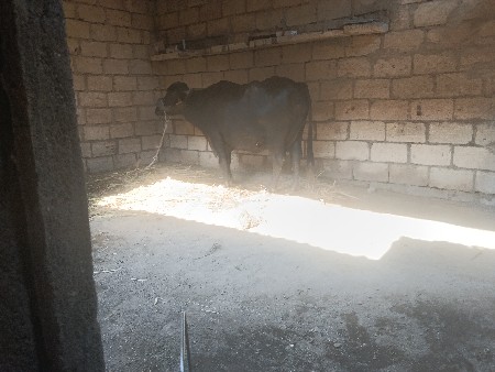 ભેંસ વેચવાની છે