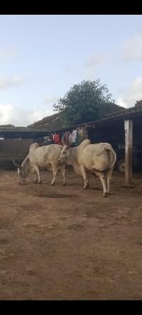 વેસવાનત છે
