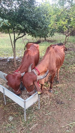 ગીર વાસડી વેસવાની સે ગીર ગાય 2