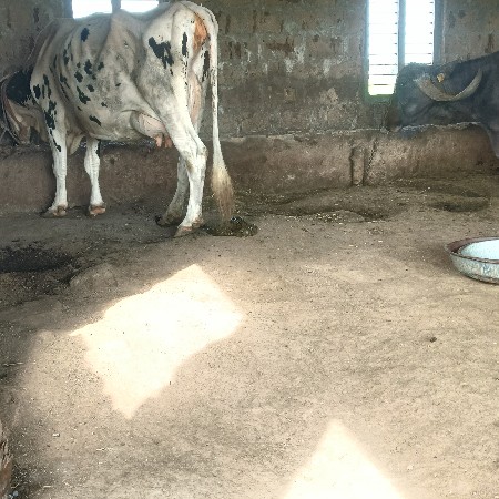 ગાય વેસવાનિ છે
