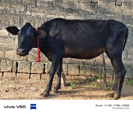 4 hf હોડકા વેચવાના છે.
