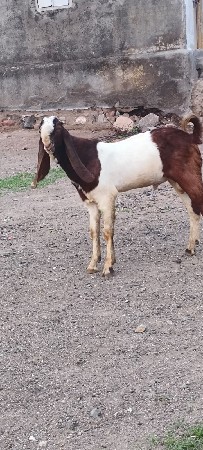 બકરો
