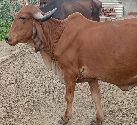હોડકા વેચવાના છે