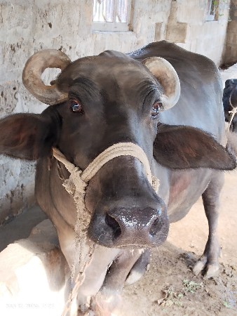 ભેંસ