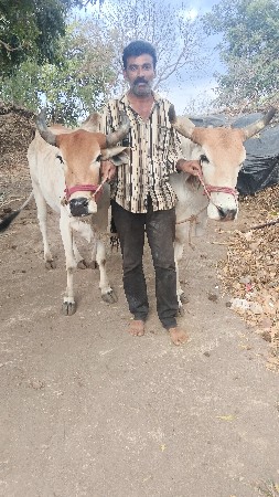 બળદ વેચવાના છે