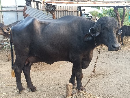ખડેલી વેચવાની છે